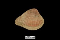 藏品(歪簾蛤)的圖片